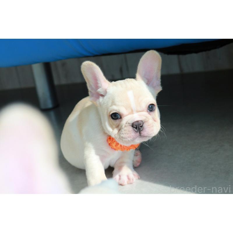 販売中の京都府のフレンチブルドッグ-416401の4枚目