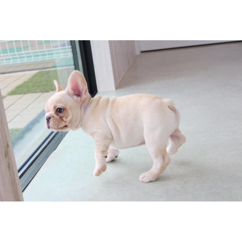 販売中の京都府のフレンチブルドッグ-416401の3枚目