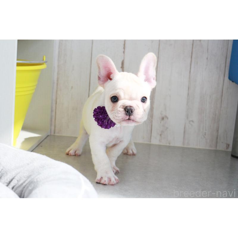 販売中の京都府のフレンチブルドッグ-416400の6枚目