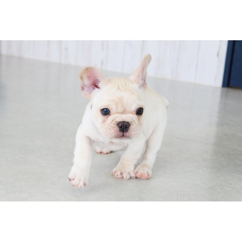 販売中の京都府のフレンチブルドッグ-416400の3枚目