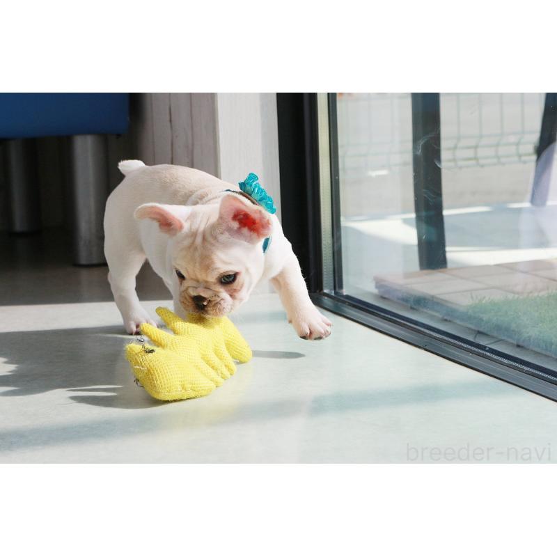 販売中の京都府のフレンチブルドッグ-416402の7枚目