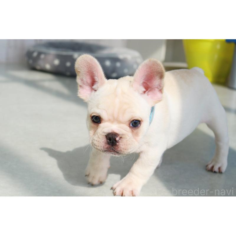 販売中の京都府のフレンチブルドッグ-416402の6枚目