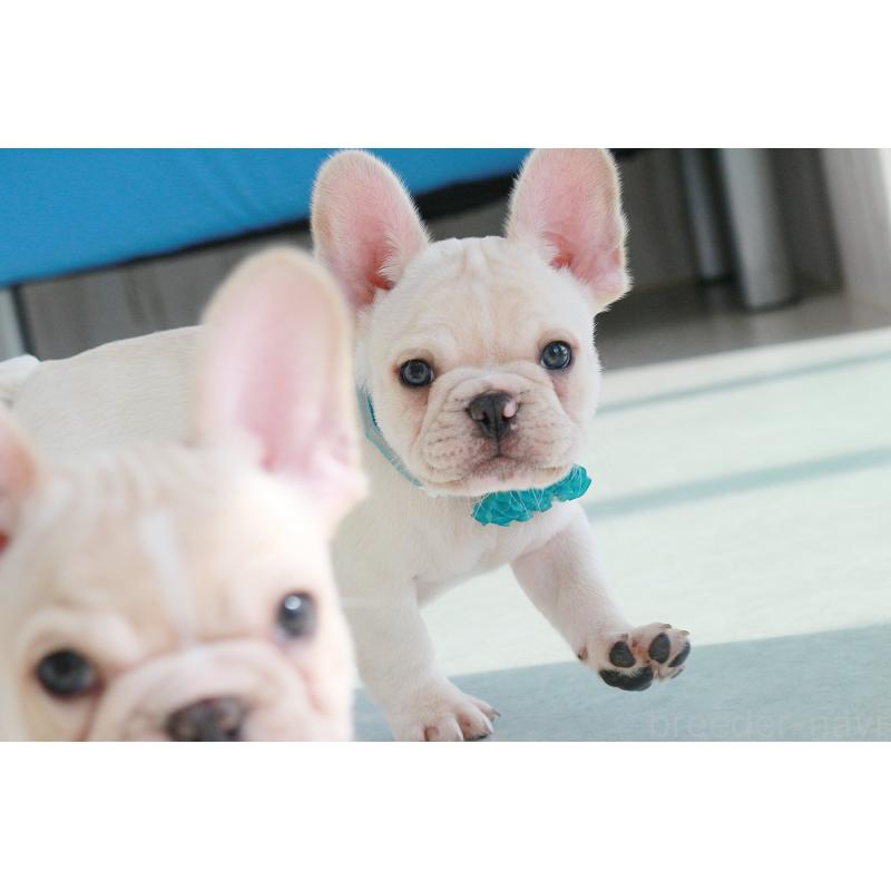 販売中の京都府のフレンチブルドッグ-416402の4枚目