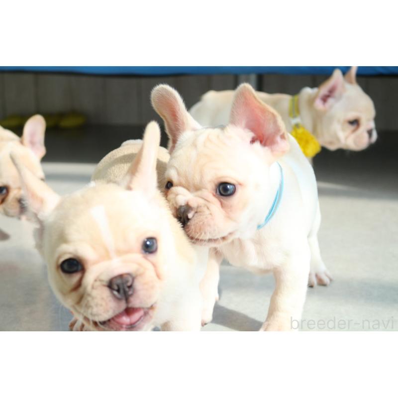販売中の京都府のフレンチブルドッグ-416402の5枚目