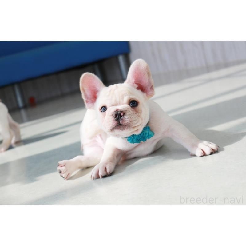 販売中の京都府のフレンチブルドッグ-416402の2枚目