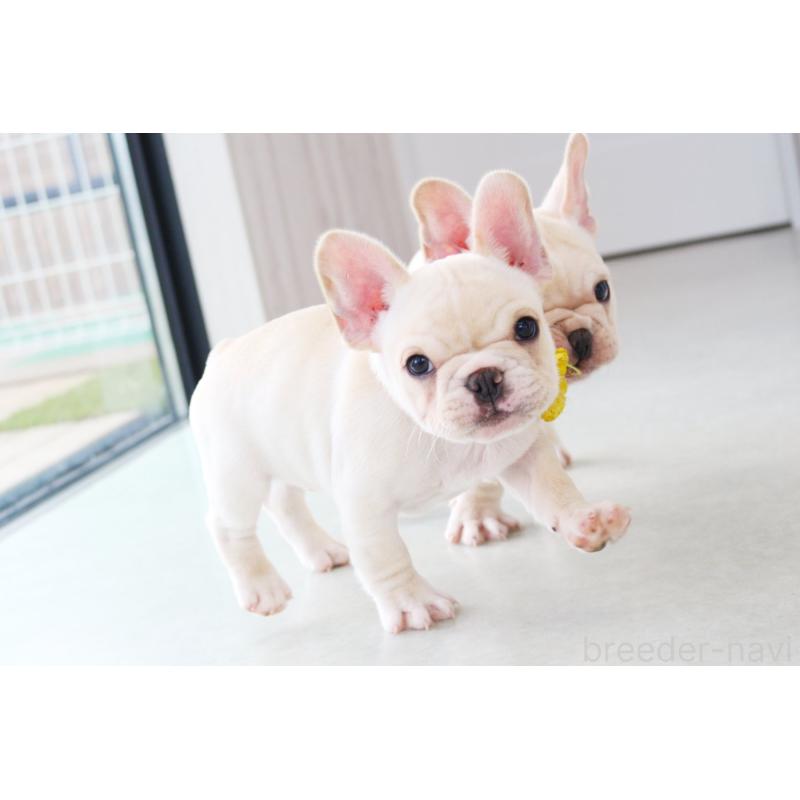 販売中の京都府のフレンチブルドッグ-416403の6枚目