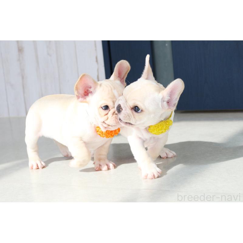 販売中の京都府のフレンチブルドッグ-416403の5枚目
