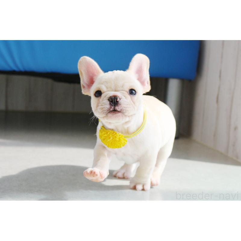 販売中の京都府のフレンチブルドッグ-416403の4枚目