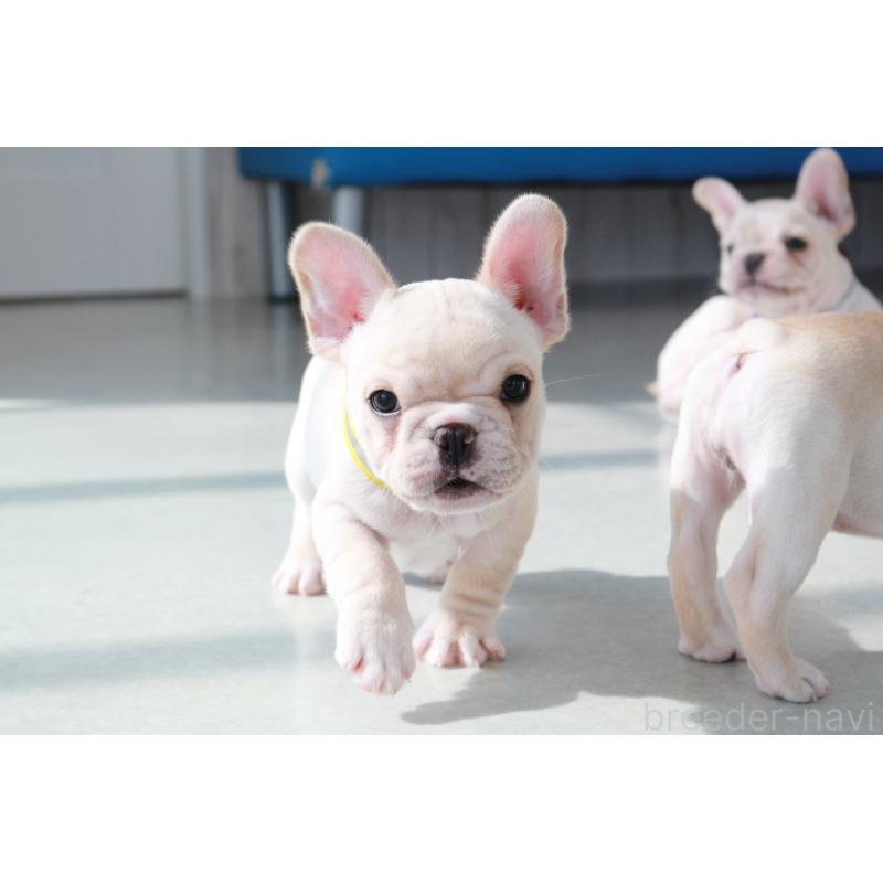 販売中の京都府のフレンチブルドッグ-416403の3枚目