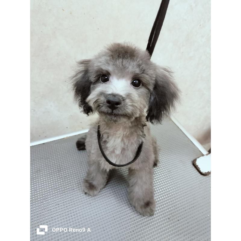 成約済の沖縄県のミックス犬-411232の5枚目