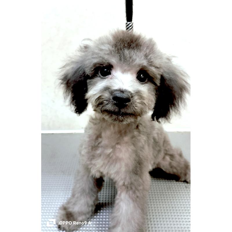 販売中の沖縄県のミックス犬-411232