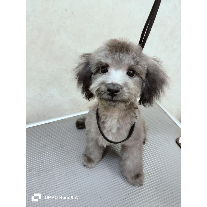 成約済の沖縄県のミックス犬-411232の3枚目