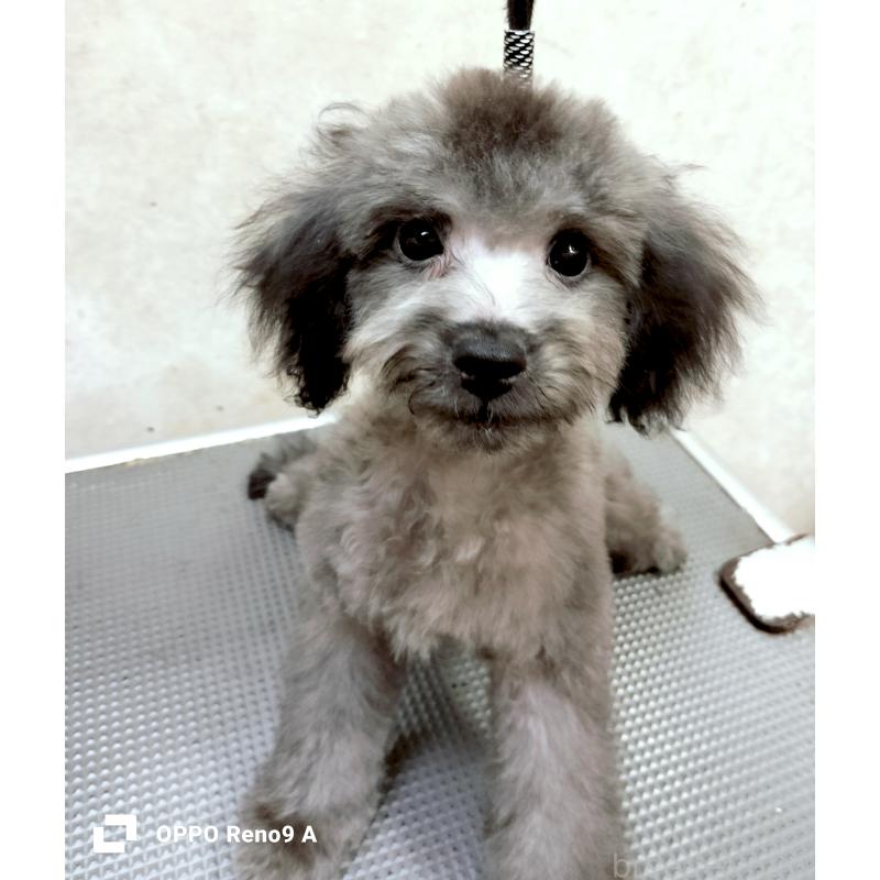 成約済の沖縄県のミックス犬-411232の1枚目