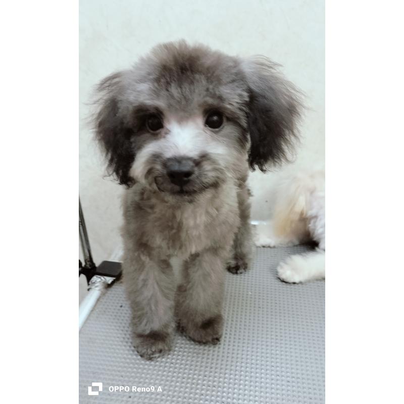 成約済の沖縄県のミックス犬-411232の2枚目