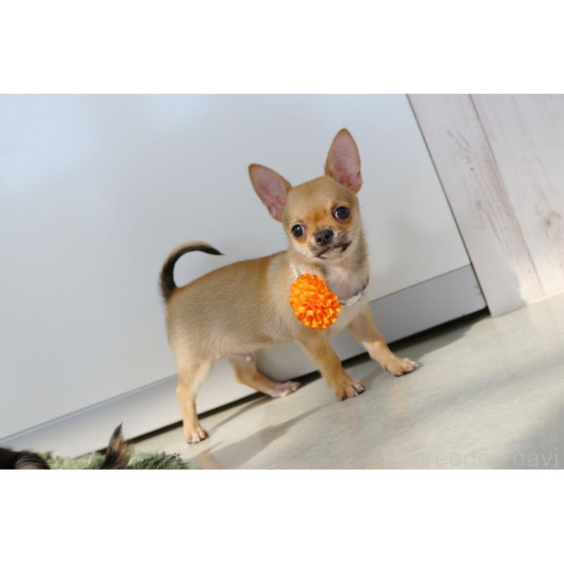 販売中の京都府のチワワ(スムースコート)-416537の7枚目