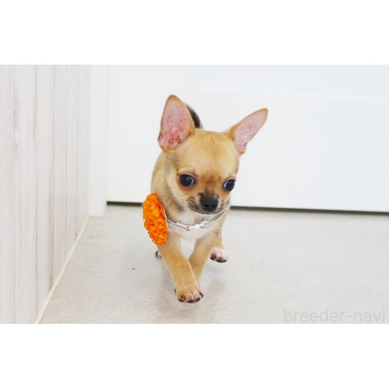 販売中の京都府のチワワ(スムースコート)-416537の6枚目