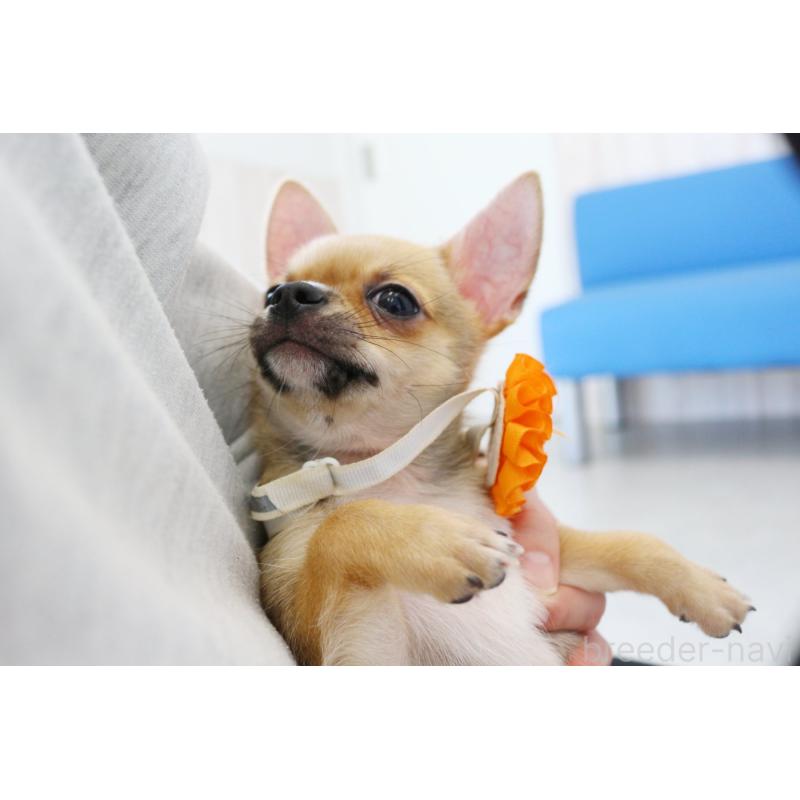 販売中の京都府のチワワ(スムースコート)-416537の5枚目