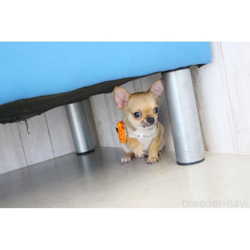 販売中の京都府のチワワ(スムースコート)-416537の4枚目