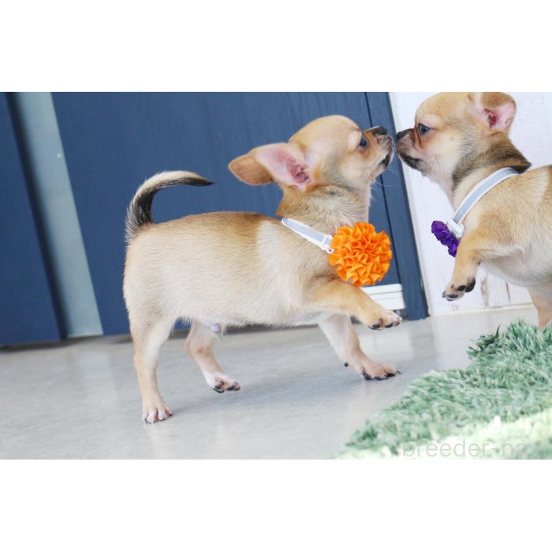 販売中の京都府のチワワ(スムースコート)-416537の3枚目