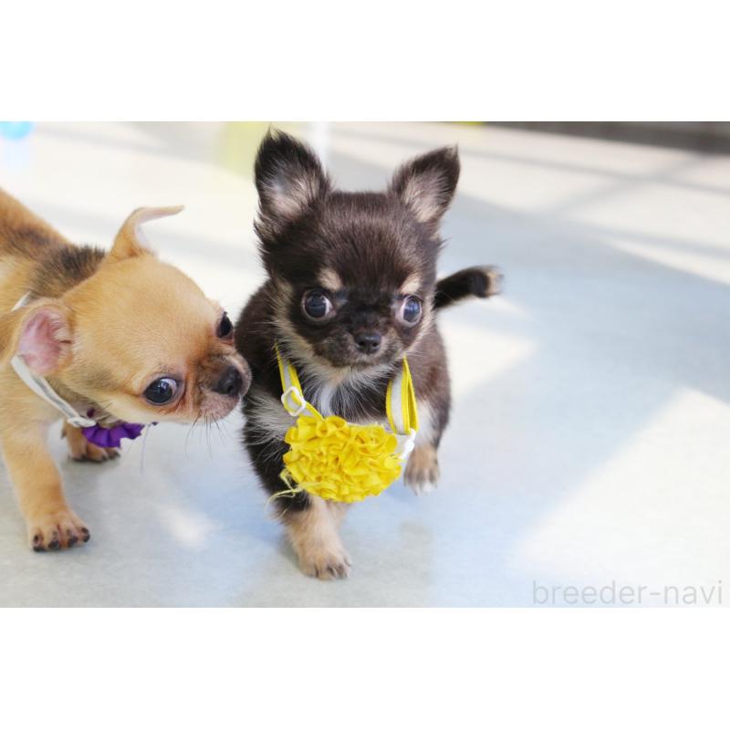 販売中の京都府のチワワ(ロングコート)-416533の7枚目