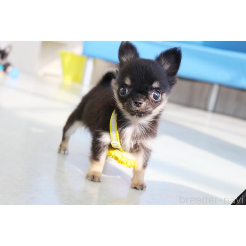 販売中の京都府のチワワ(ロングコート)-416533の3枚目