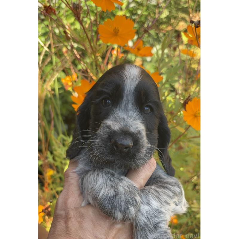 成約済の佐賀県のイングリッシュコッカースパニエル-419685の2枚目