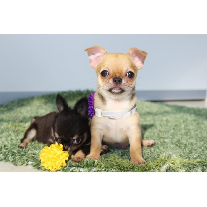 販売中の京都府のチワワ(スムースコート)-416536の6枚目