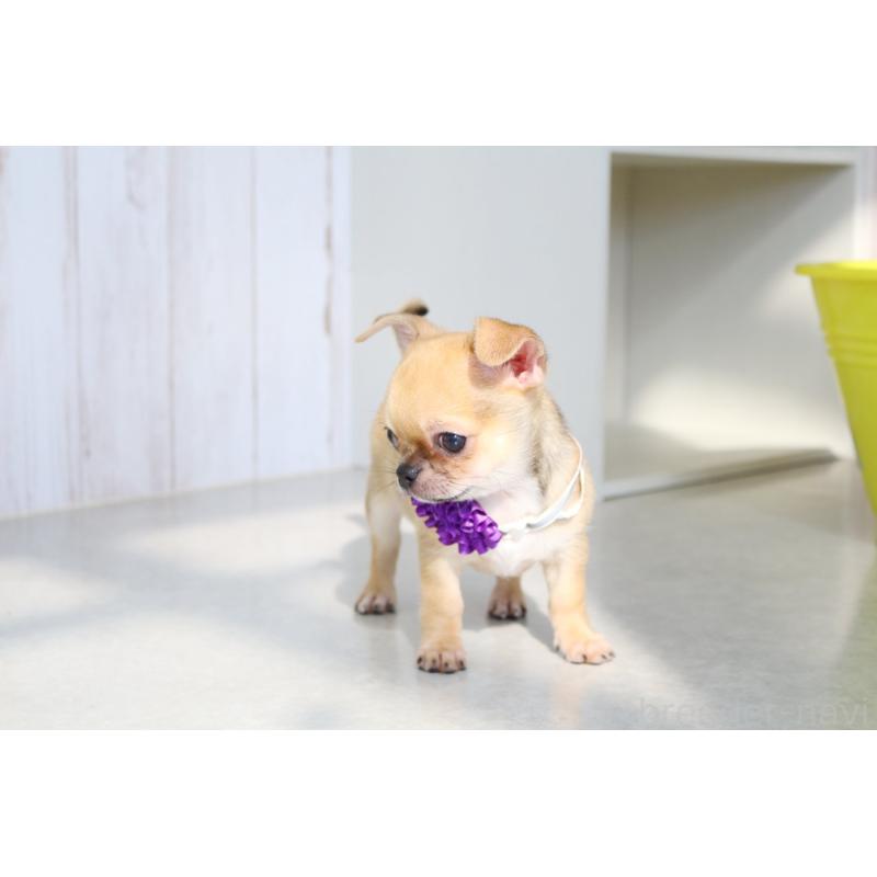 販売中の京都府のチワワ(スムースコート)-416536の5枚目