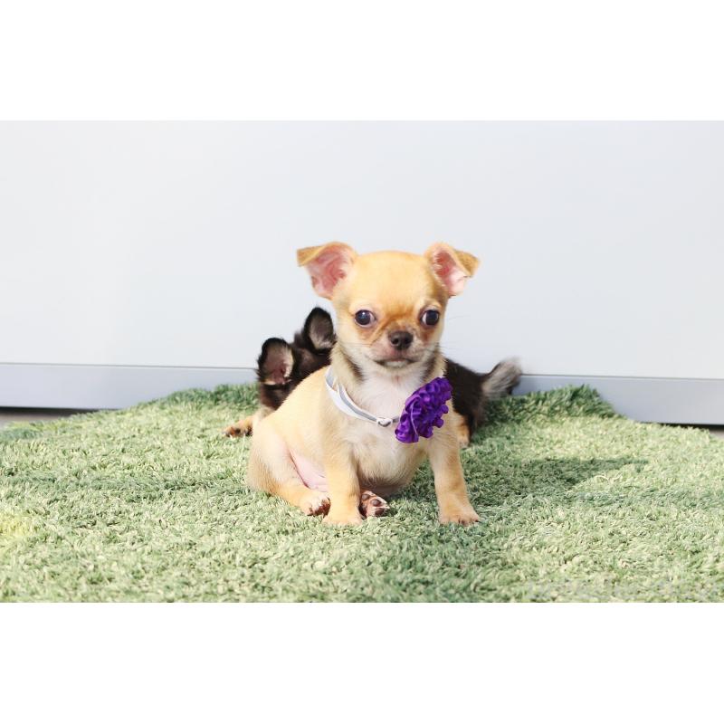 販売中の京都府のチワワ(スムースコート)-416536の4枚目