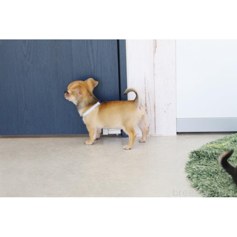 販売中の京都府のチワワ(スムースコート)-416536の3枚目