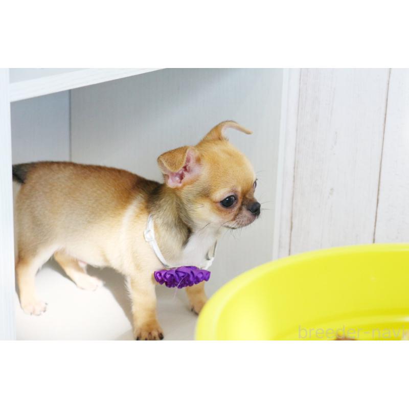 販売中の京都府のチワワ(スムースコート)-416536の2枚目