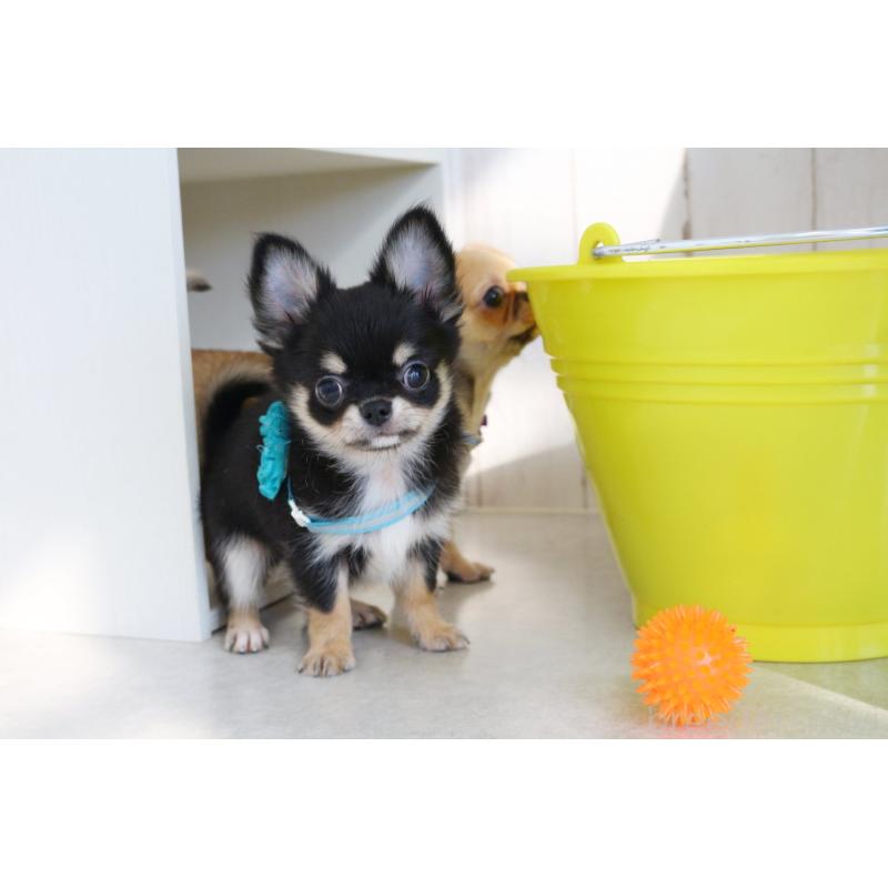 販売中の京都府のチワワ(ロングコート)-416535の6枚目