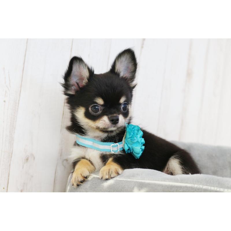 販売中の京都府のチワワ(ロングコート)-416535の5枚目