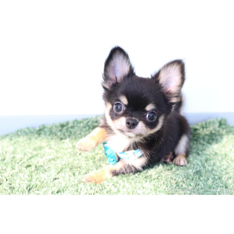 販売中の京都府のチワワ(ロングコート)-416535の4枚目