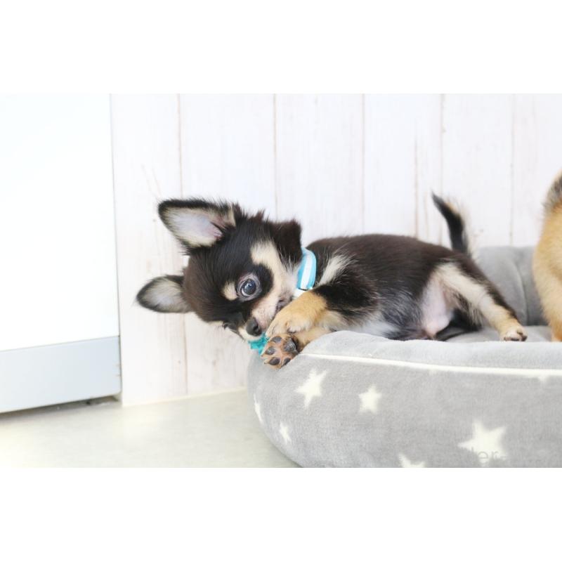 販売中の京都府のチワワ(ロングコート)-416535の3枚目