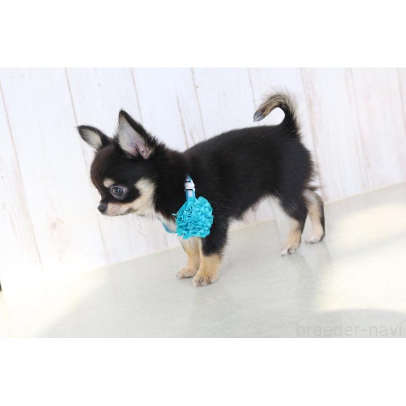 販売中の京都府のチワワ(ロングコート)-416535の2枚目