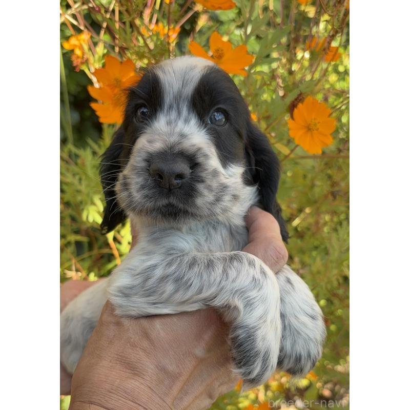 成約済の佐賀県のイングリッシュコッカースパニエル-419675の2枚目