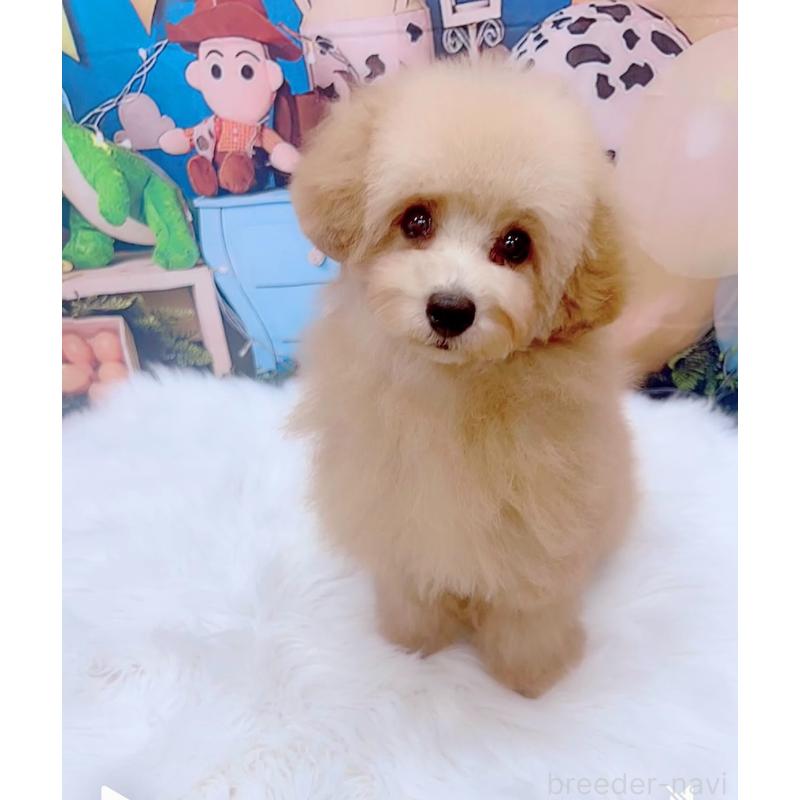 販売中の愛知県のティーカッププードル-393759の3枚目