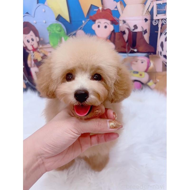 販売中の愛知県のティーカッププードル-393759の2枚目