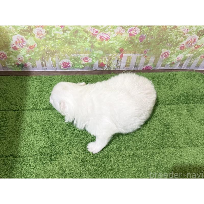 販売中の埼玉県の日本スピッツ-423758の3枚目