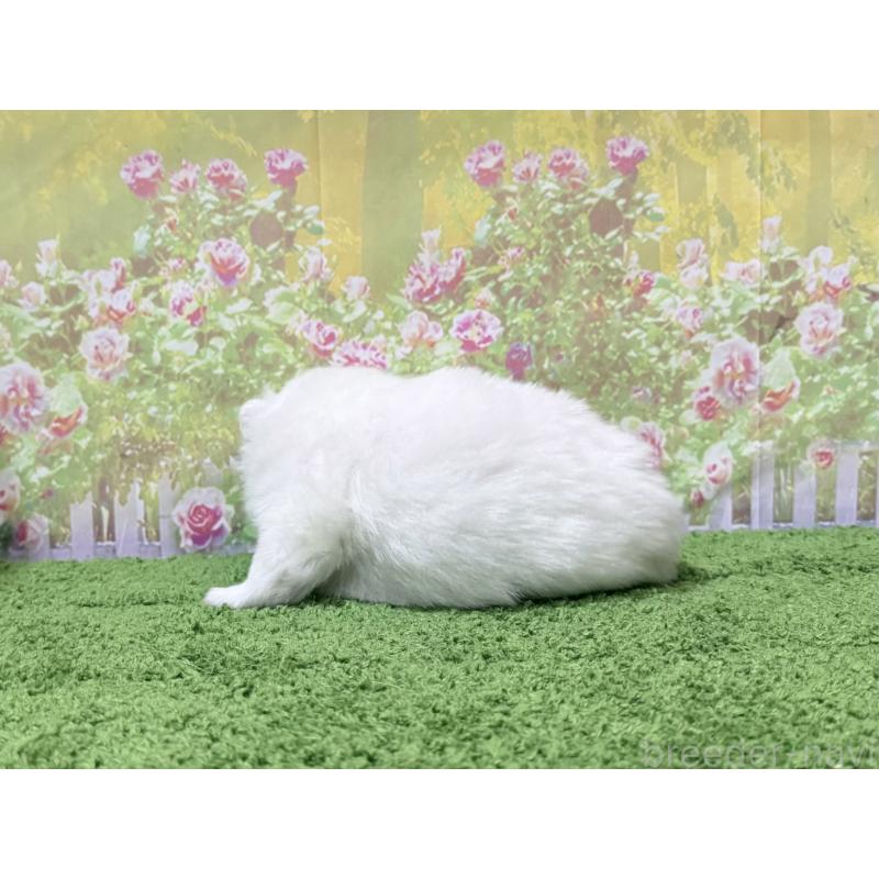 販売中の埼玉県の日本スピッツ-423758の2枚目