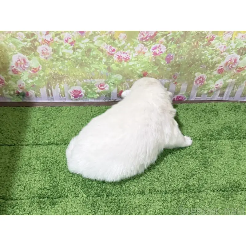 販売中の埼玉県の日本スピッツ-423759の3枚目