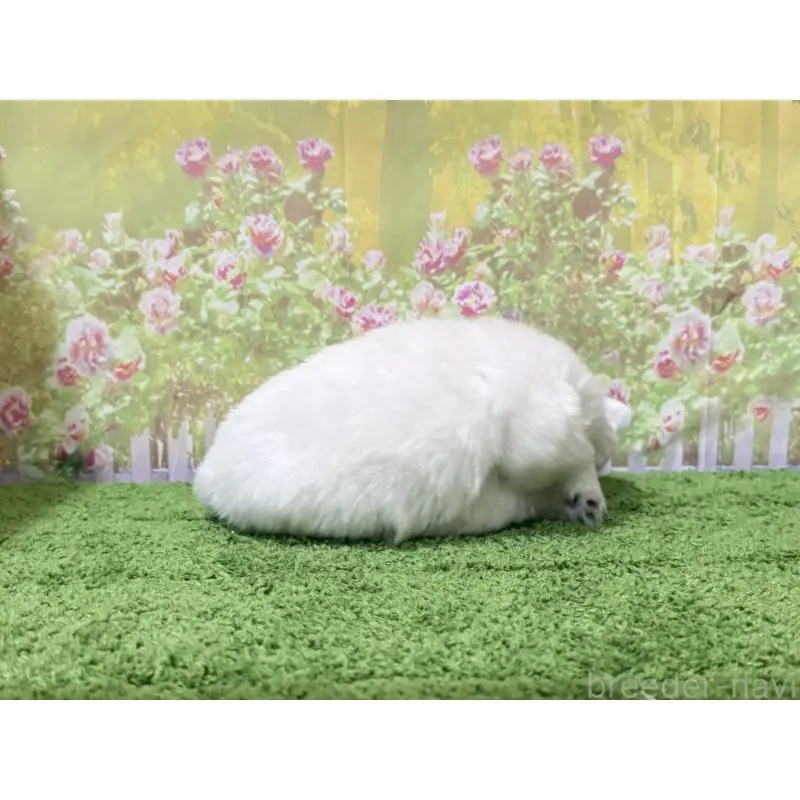 販売中の埼玉県の日本スピッツ-423759の2枚目