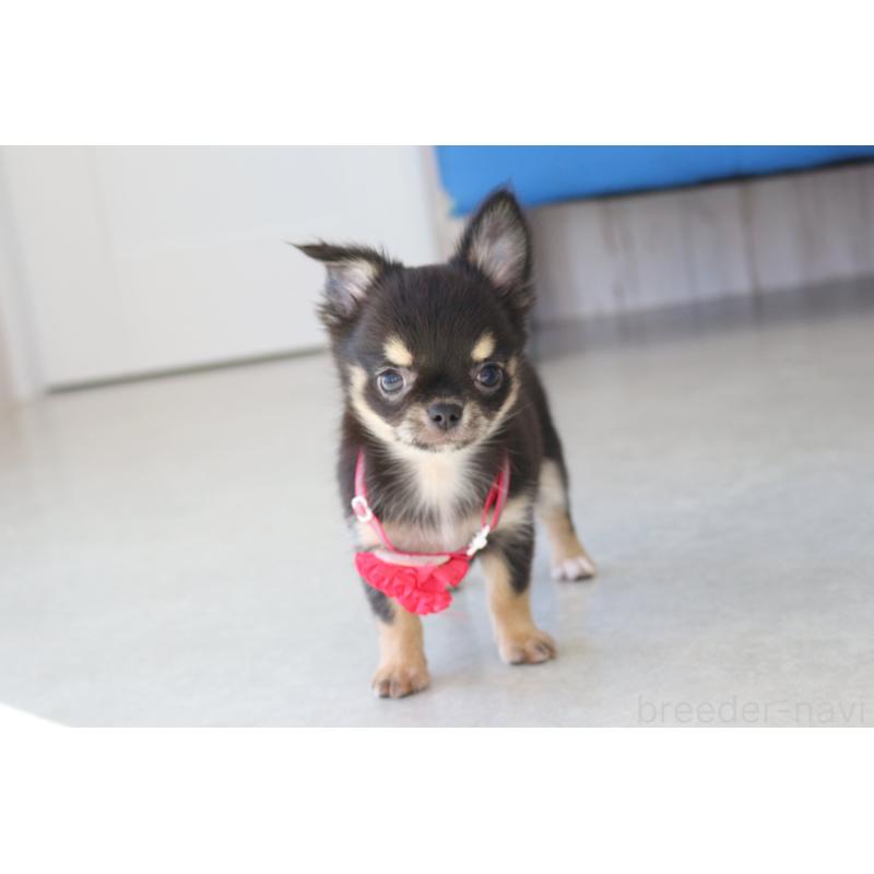 成約済の京都府のチワワ(ロングコート)-416534の5枚目