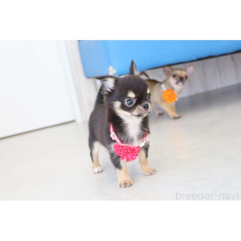 成約済の京都府のチワワ(ロングコート)-416534の4枚目