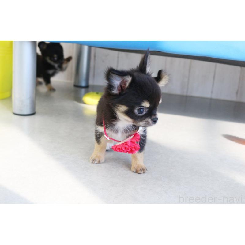 成約済の京都府のチワワ(ロングコート)-416534の2枚目