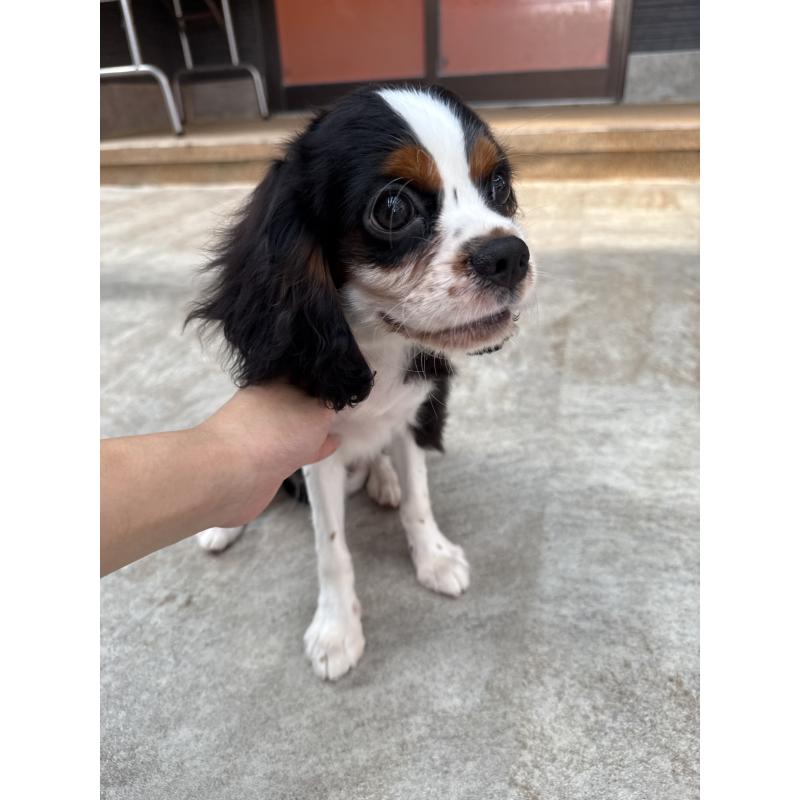 販売中の福岡県のキャバリアキングチャールズスパニエル-423761の5枚目