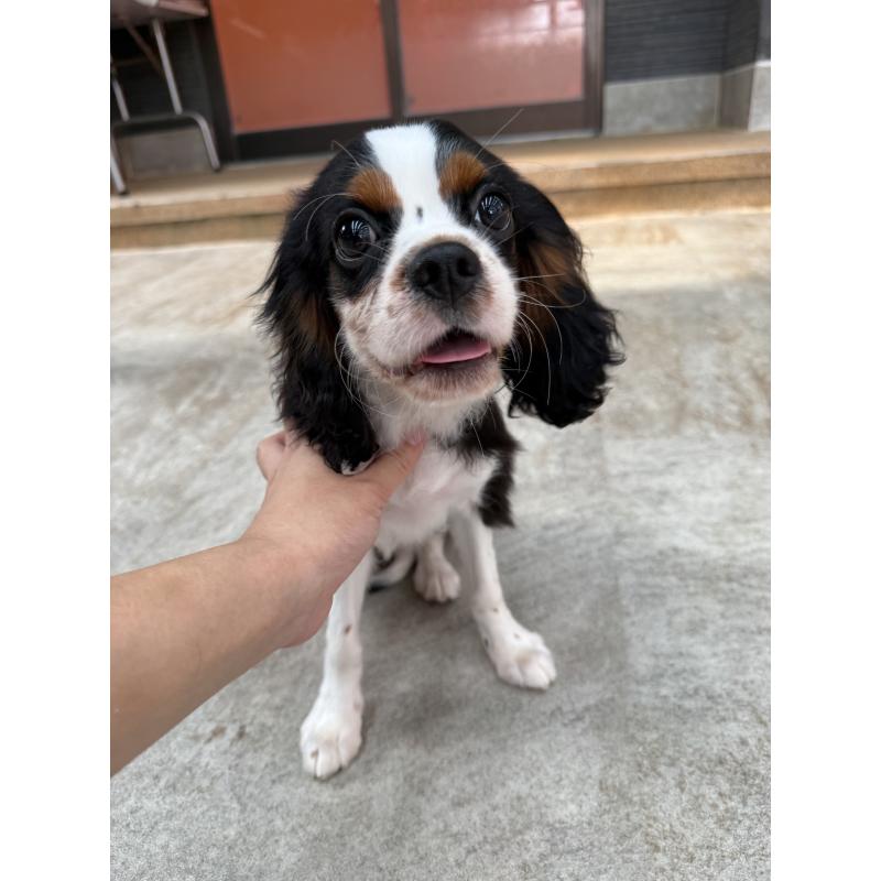 販売中の福岡県のキャバリアキングチャールズスパニエル-423761の2枚目