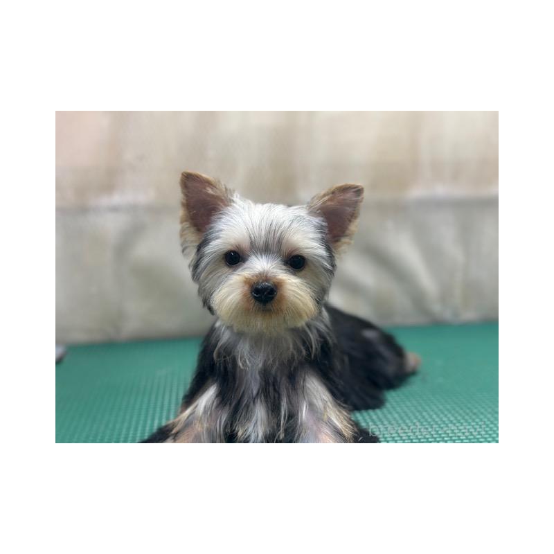 販売中の東京都のヨークシャーテリア-408474