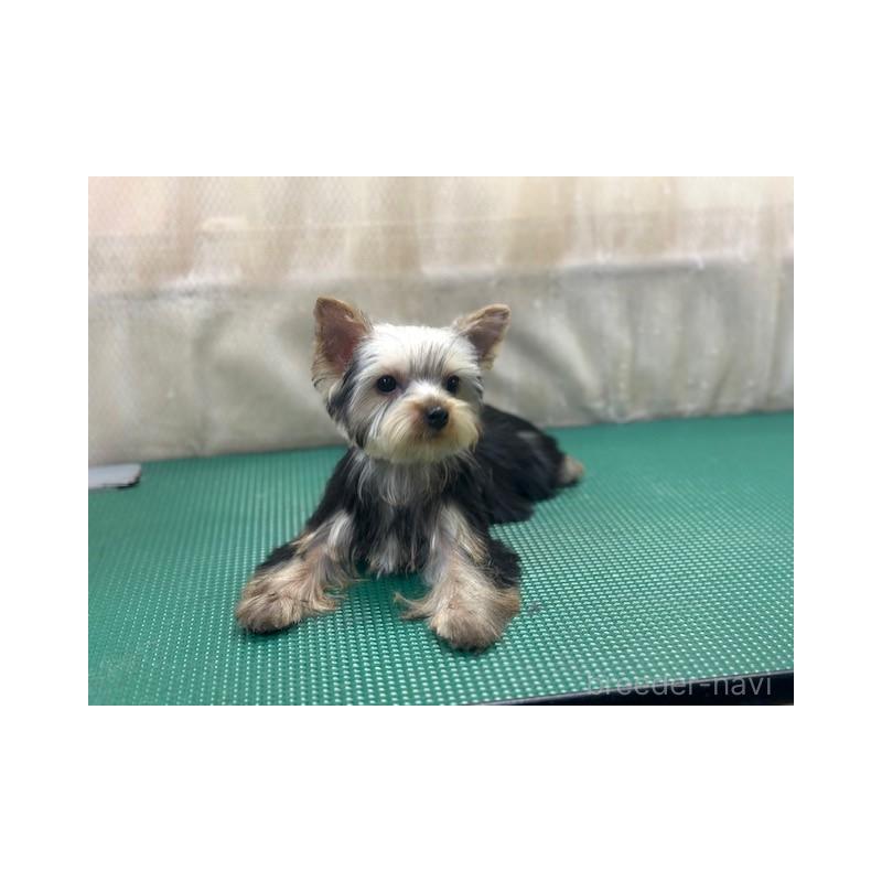 成約済の東京都のヨークシャーテリア-408474の6枚目